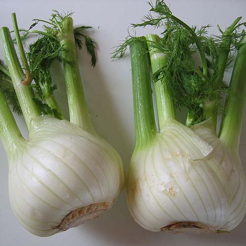 Gegratineerde venkel