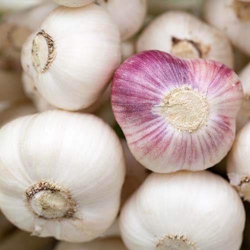 Aïoli (knoflookmayonaise)