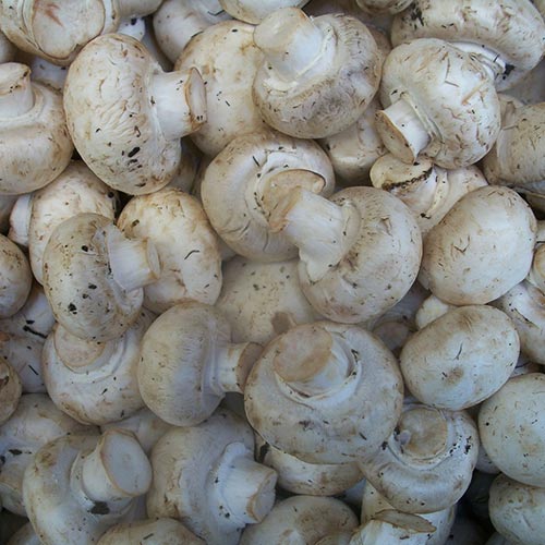 Champignonpasteitjes